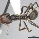 Image de Anonychomyrma anguliceps (Forel 1901)