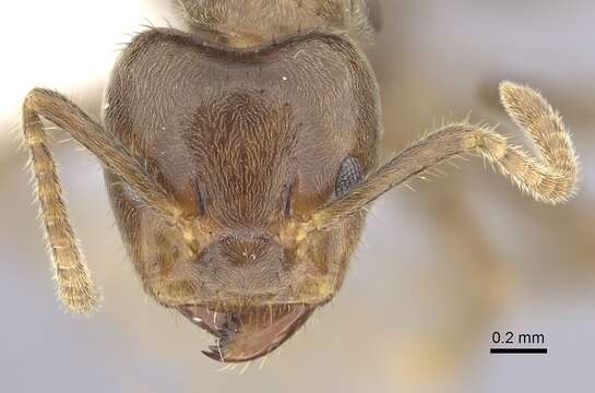 Image of Azteca australis Wheeler 1942