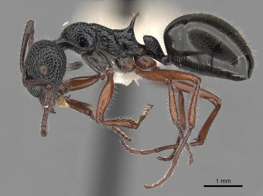 Image of Dolichoderus angusticornis Clark 1930