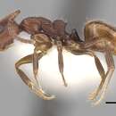 Image de <i>Dolichoderus omicron</i>