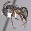 Image of <i>Dolichoderus inferus</i>
