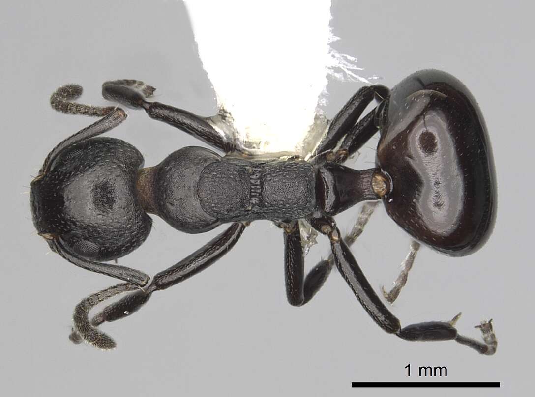 Image of Dolichoderus taschenbergi (Mayr 1866)