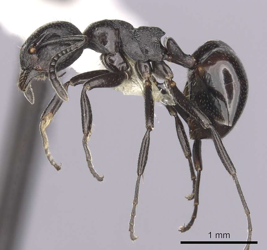 Image of Dolichoderus taschenbergi (Mayr 1866)