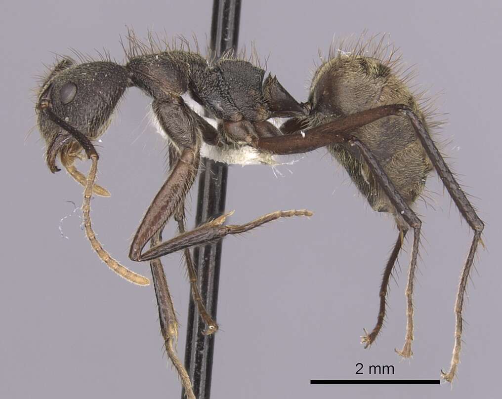 Image of Dolichoderus bidens (Linnaeus 1758)