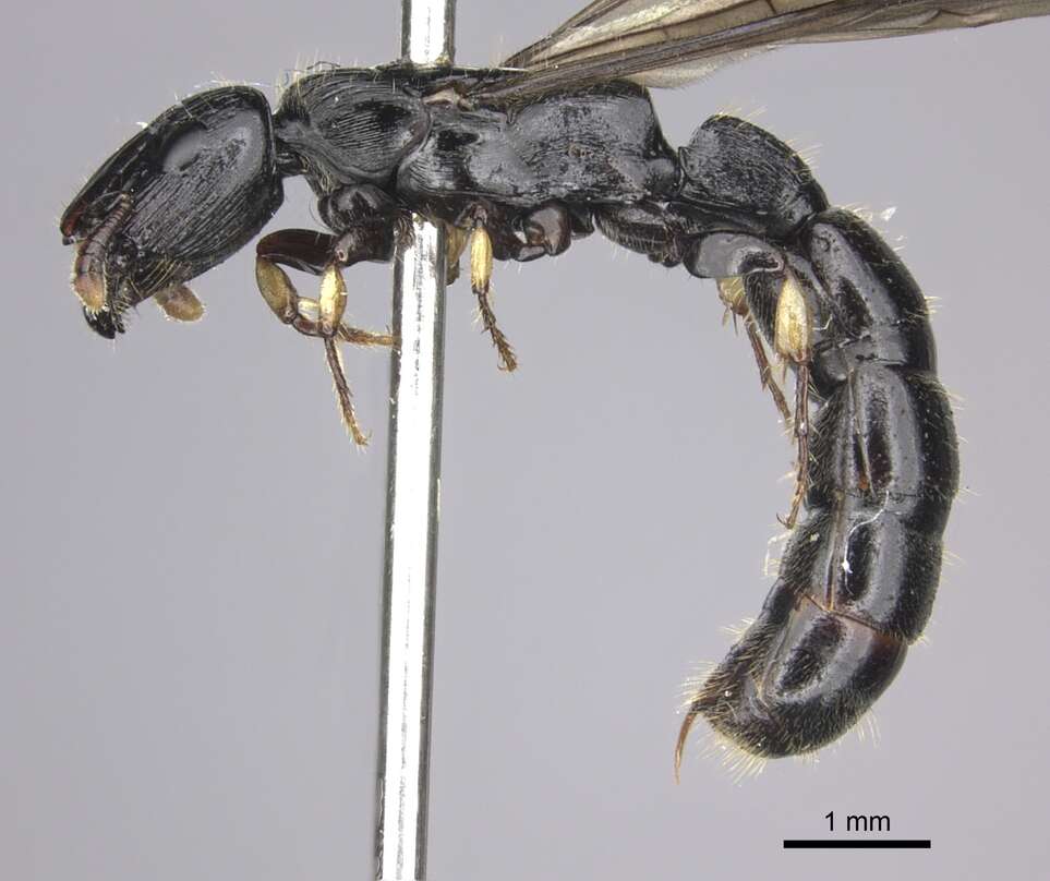 Image de Cylindromyrmex