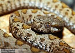 Image of Armenian Viper