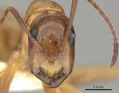 Image of Camponotus orthocephalus Emery 1894