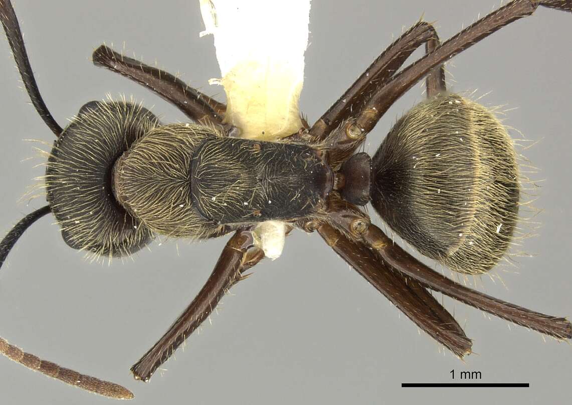 Plancia ëd Camponotus femoratus (Fabricius 1804)