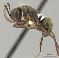 Plancia ëd Camponotus femoratus (Fabricius 1804)