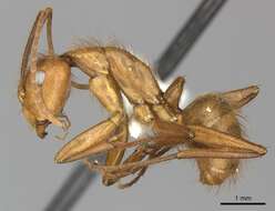 Image of Camponotus hannani Forel 1899
