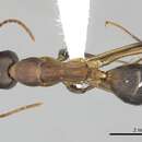 Image of Camponotus simillimus (Smith 1862)