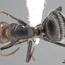 Image of Camponotus lindigi Mayr 1870