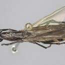 Image of Camponotus mirabilis Emery 1903