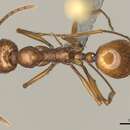 Image of Aphaenogaster cardenai Espadaler 1981