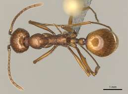 Image of Aphaenogaster cardenai Espadaler 1981