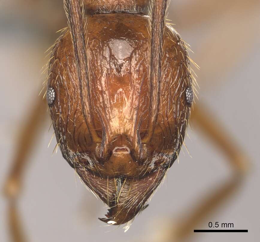 Image of Aphaenogaster cardenai Espadaler 1981