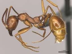 Image of Aphaenogaster cardenai Espadaler 1981