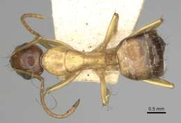 Image of Camponotus oertzeni Forel 1889