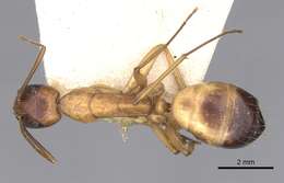 صورة Camponotus sanctus Forel 1904