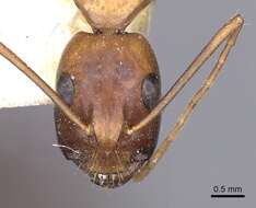 صورة Camponotus sanctus Forel 1904