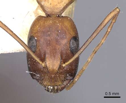 Image of Camponotus sanctus Forel 1904