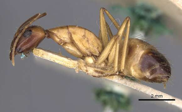 صورة Camponotus sanctus Forel 1904