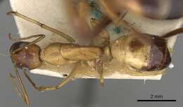 صورة Camponotus sanctus Forel 1904