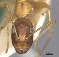 صورة Camponotus sanctus Forel 1904