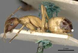 صورة Camponotus sanctus Forel 1904