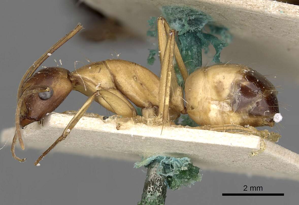 صورة Camponotus sanctus Forel 1904