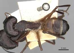 Image de Camponotus oasium Forel 1890