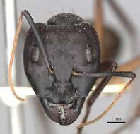 Imagem de Camponotus oasium Forel 1890