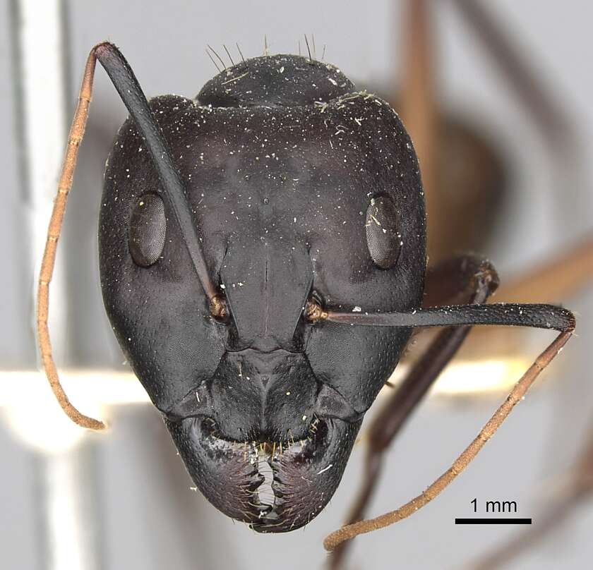 Plancia ëd Camponotus oasium Forel 1890