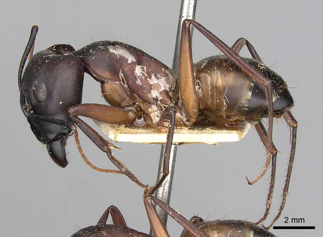 Imagem de Camponotus oasium Forel 1890