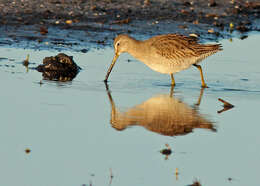 Image of Long-billed Dowitcher