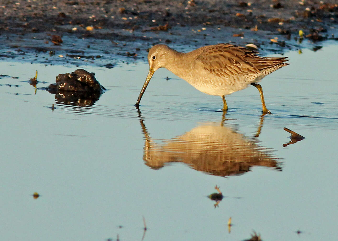 Image of Long-billed Dowitcher