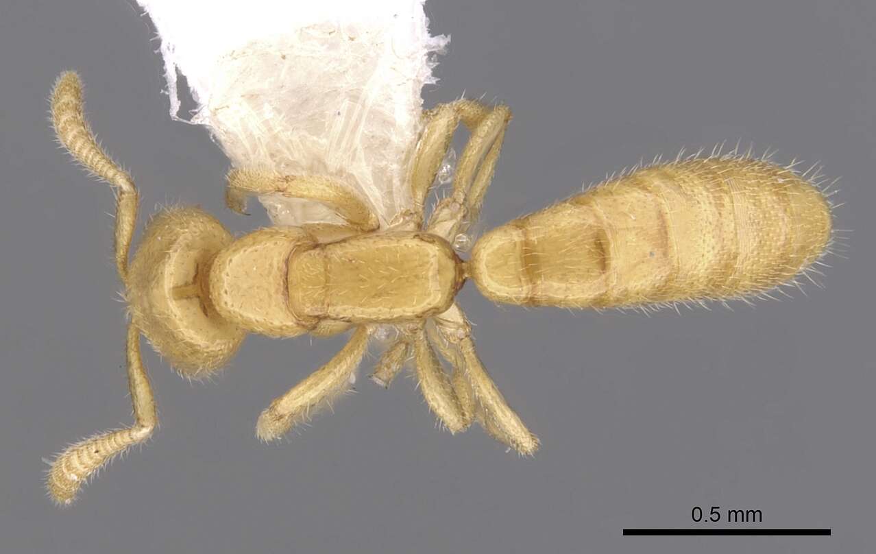 Image of Adetomyrma