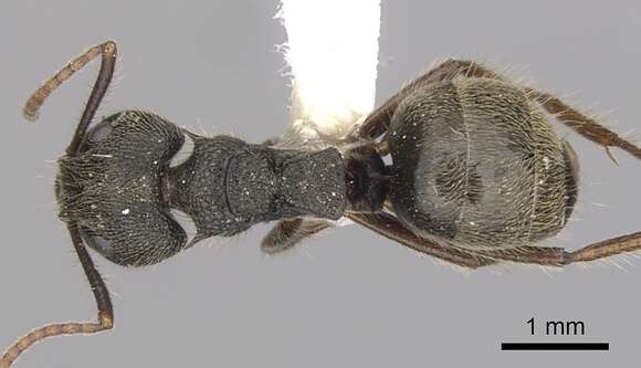 Image of Dolichoderus bispinosus (Olivier 1792)