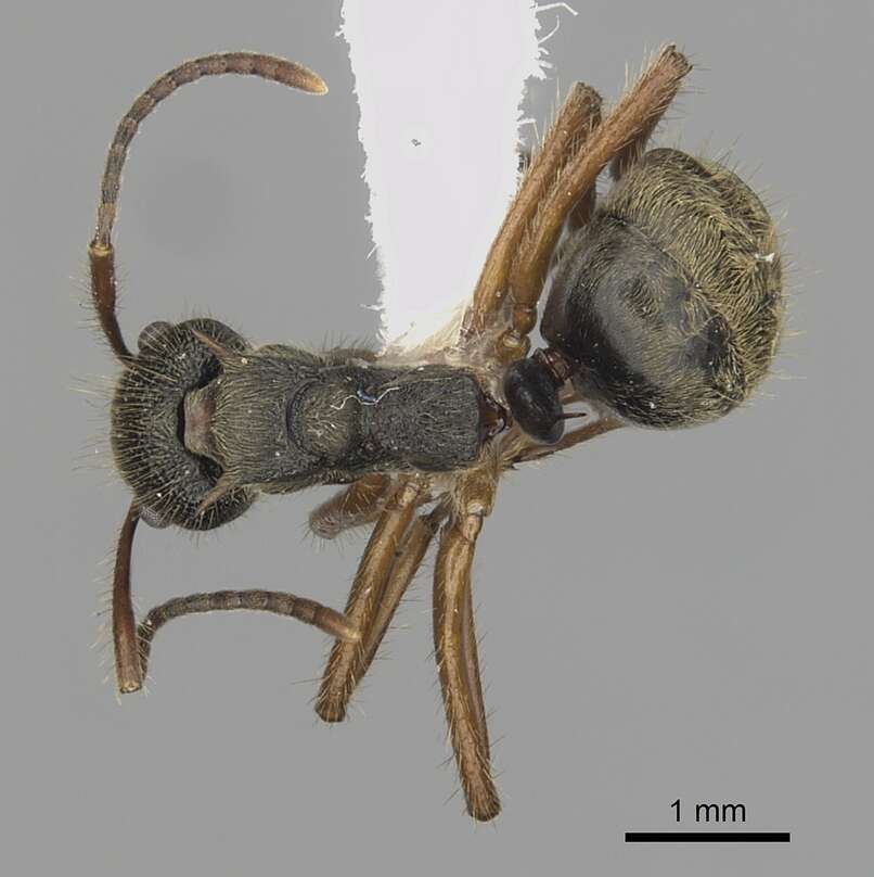 Image of Dolichoderus curvilobus (Lattke 1987)