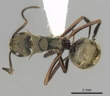 Image of Dolichoderus validus (Kempf 1959)