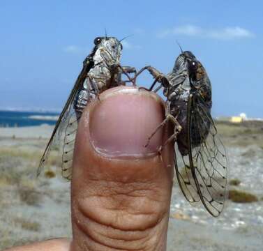 Image of Cicada barbara (Stal 1866)