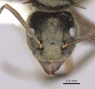 Image of Dolichoderus validus (Kempf 1959)