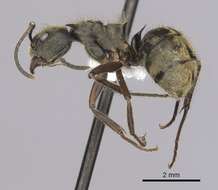 Image of Dolichoderus validus (Kempf 1959)