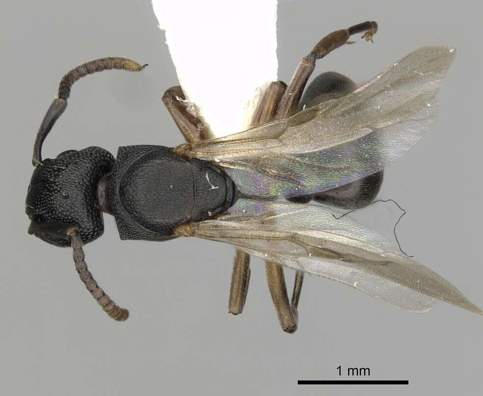 Image of Dolichoderus lobicornis (Kempf 1959)