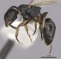 Image of Dolichoderus lobicornis (Kempf 1959)