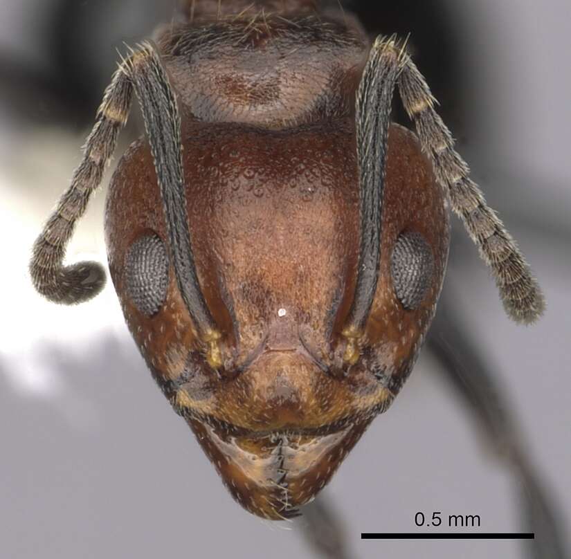 Image of Dolichoderus debilis Emery 1890
