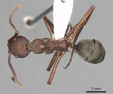 Dolichoderus decollatus Smith 1858的圖片