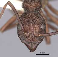 Dolichoderus decollatus Smith 1858的圖片