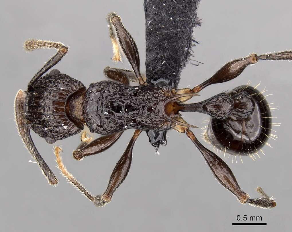 Image of Tetramorium tosii Emery 1899