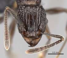 Image of Tetramorium tosii Emery 1899